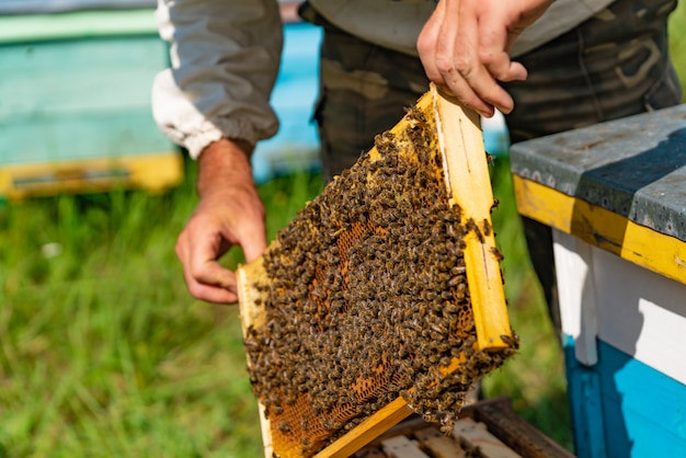 Un homme tient un cadre avec du miel et des abeilles au-dessus de la ruche.