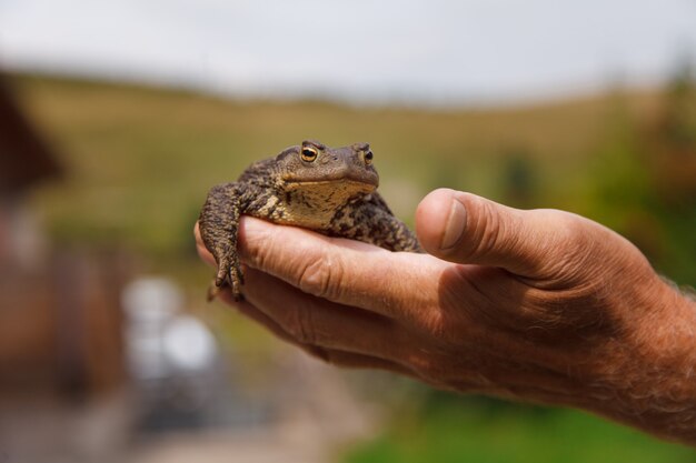 Un homme tient un crapaud dans ses mains