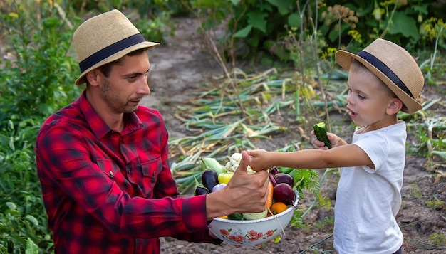 Un homme tient dans ses mains un bol de légumes frais de la ferme. La nature. Mise au point sélective