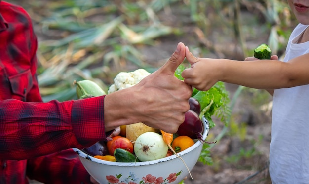 Un homme tient dans ses mains un bol de légumes frais de la ferme. La nature.