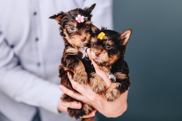 L'homme tient deux chiots Yorkshire Terrier femelles dans les mains décoration de poils de chien