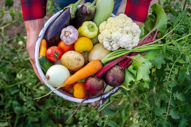 Un homme tient des légumes d'une ferme à Minsk.