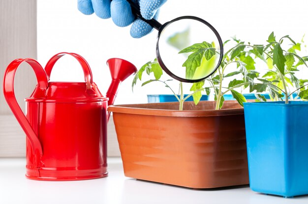 Un homme tient une loupe dans sa main et examine attentivement et vérifie la qualité des pousses vertes des jeunes tomates