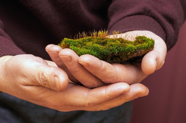 Un homme tient un morceau de terre recouvert de mousse verte Mousse entre les mains d'un jardinier