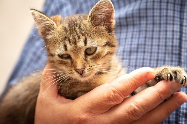 L'homme tient un petit chaton dans ses bras et le serre dans ses bras