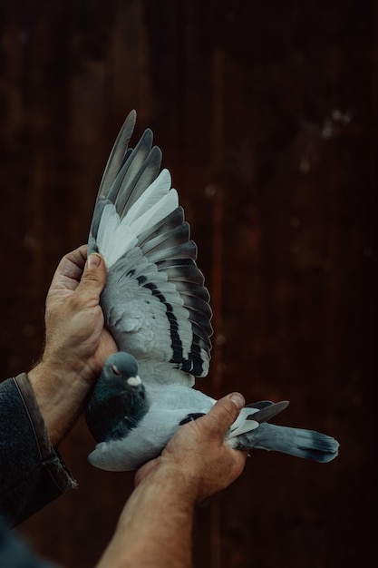 Un homme tient un pigeon dans sa main avec ses ailes déployées