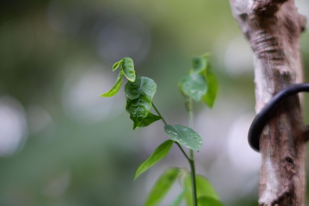 Un homme tient une plante dans sa main et le mot est au bas de l'image.