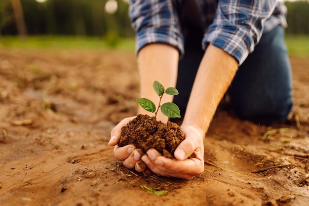Un homme tient une plante verte dans ses mains Cultivant de la nourriture Concept agricole