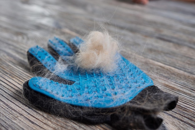 Homme toilettant un chat avec des gants spéciaux Soins pour animaux de compagnie