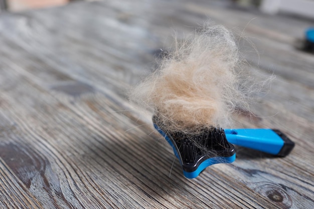 Homme toilettant un chat avec des gants spéciaux Soins pour animaux de compagnie