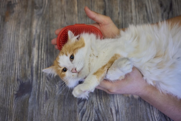 Homme toilettant un chat avec des gants spéciaux