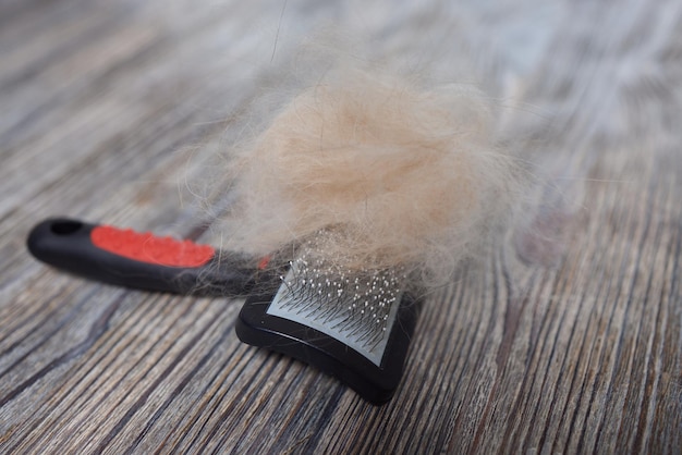 Homme toilettant un chat avec des gants spéciaux