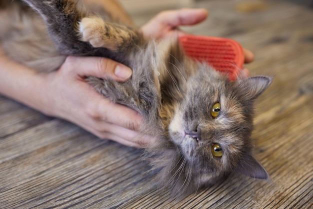 Homme toilettant un chat avec des gants spéciaux