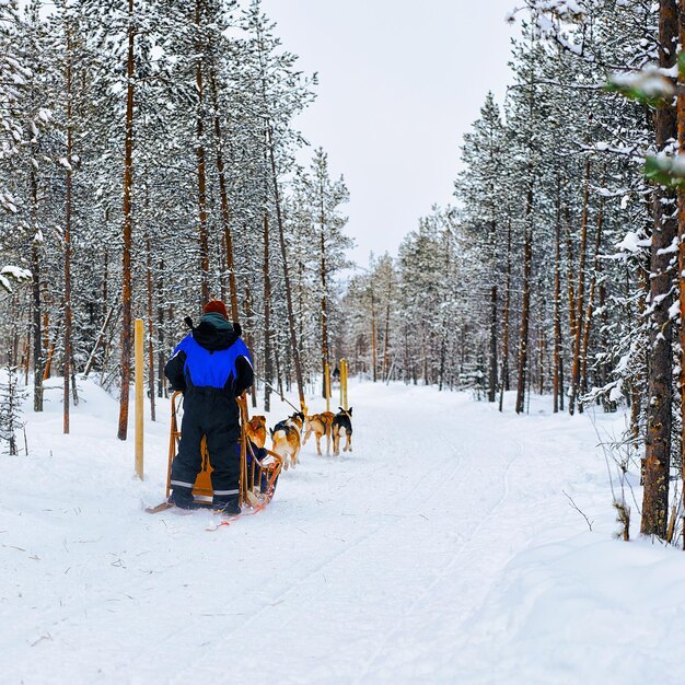 Homme avec traîneau à chiens de la famille Husky en hiver Rovaniemi de Finlande de Laponie. Promenade en traîneau à chiens et personnes en Norvège. Traîneau à animaux à la ferme finlandaise, Noël. Traîneau. Safari sur luge et paysage de l'Alaska.