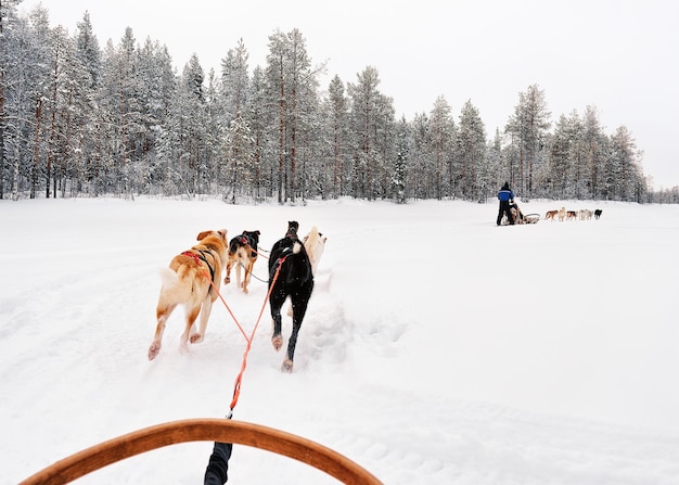 Homme sur traîneau à chiens husky en hiver forêt enneigée à Rovaniemi, Laponie finlandaise