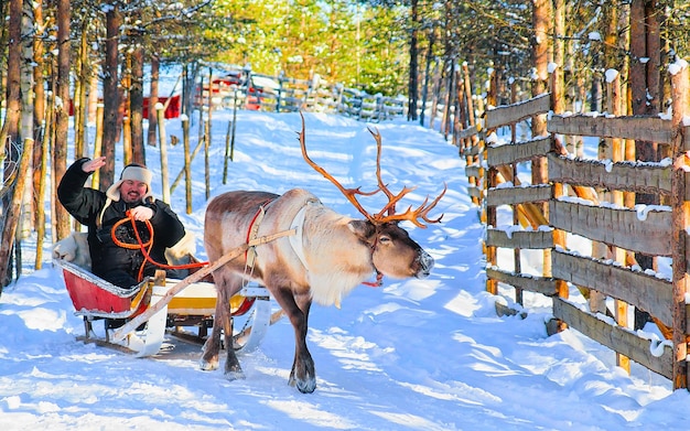 Homme sur un traîneau de rennes en Finlande à Rovaniemi à la ferme de Laponie. Personne sur un traîneau de Noël lors d'un safari en traîneau d'hiver avec de la neige au pôle nord de l'Arctique finlandais. Mise au point sélective