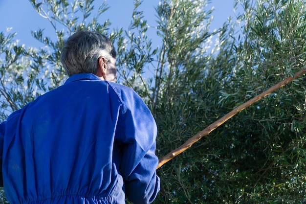 Homme travaillant dans le domaine de la cueillette des olives avec un bâton