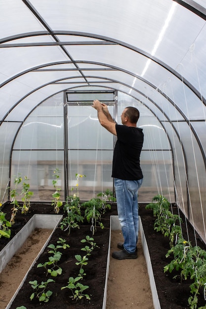 Un homme travaillant dans une serre avec des légumes d'été