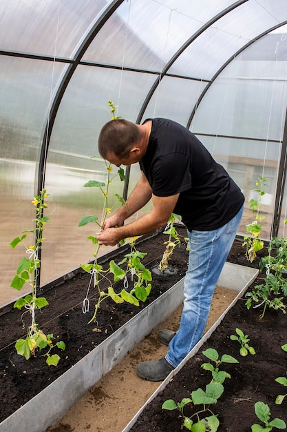 Un homme travaille dans une serre avec des légumes, du jardinage et de l'agriculture.