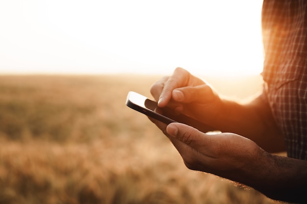 Homme utilisant un smartphone en se tenant debout dans un champ de blé au coucher du soleil