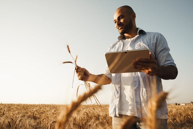 Homme utilisant une tablette numérique dans un champ de blé au coucher du soleil