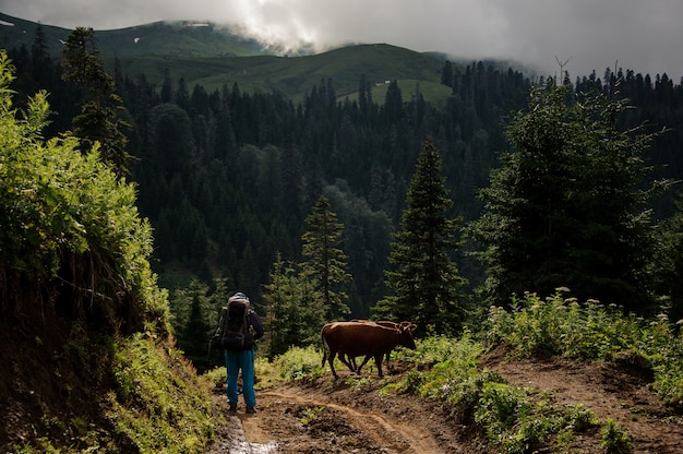 Homme et vaches debout sur la colline sur le fond des montagnes couvertes de forêts