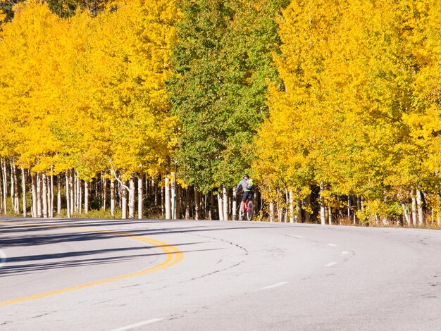 L'homme à vélo jusqu'à la colline sur le côté de la route de montagne en automne, Colorado.