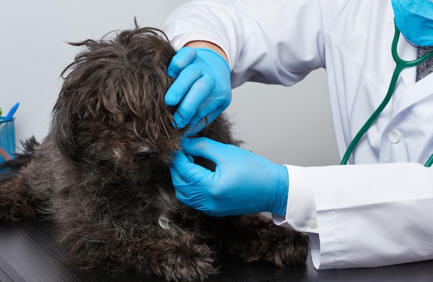 Homme vétérinaire dans un manteau médical blanc et des gants stériles bleus est assis à une table et procède à un examen médical d'un chien moelleux noir