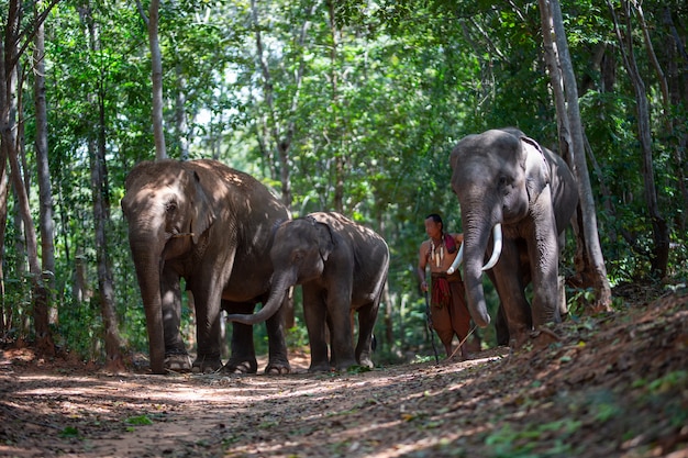 hommes en costume traditionnel et éléphant assis dans la forêt