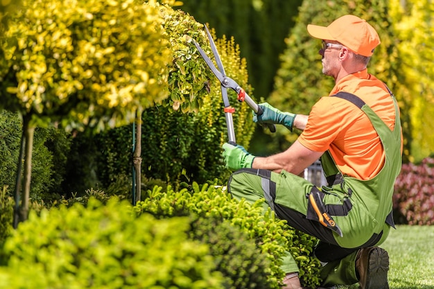 Des hommes façonnent des arbres de jardin