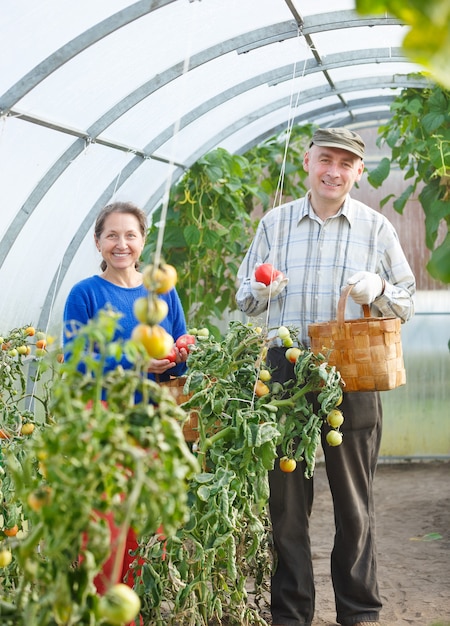 Hommes et femmes adultes récoltent des tomates