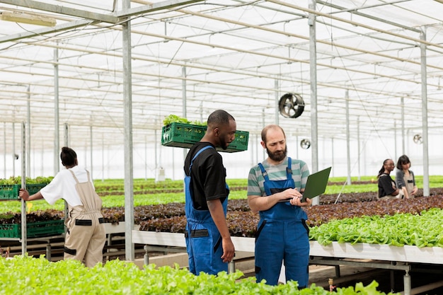 Des hommes se préparent à vendre un lot de légumes frais et écologiques récoltés localement sur le marché des agriculteurs en ligne. Serre écologique durable sans herbicide