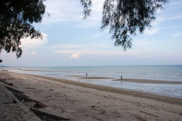 Les hommes thaïlandais utilisent le râteau pour trouver des coquillages sur la plage de Phum Riang à Ao Thai ou dans le golfe de Thaïlande dans le district de Chaiya à Surat Thani en Thaïlande