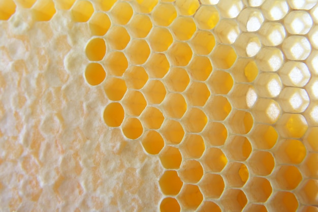 Honey Comb Close Up