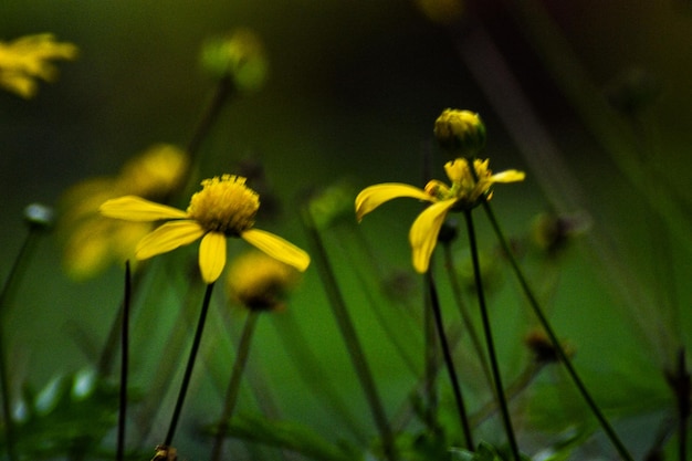 Photo hongos et plantas