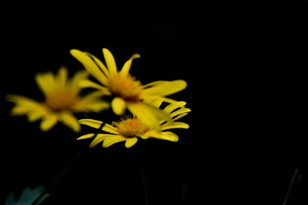 Photo hongos et plantas