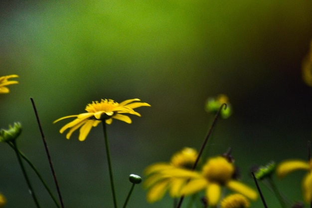 Photo hongos et plantas