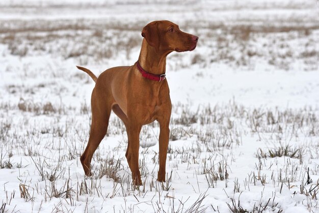 Hongrie Vizsla