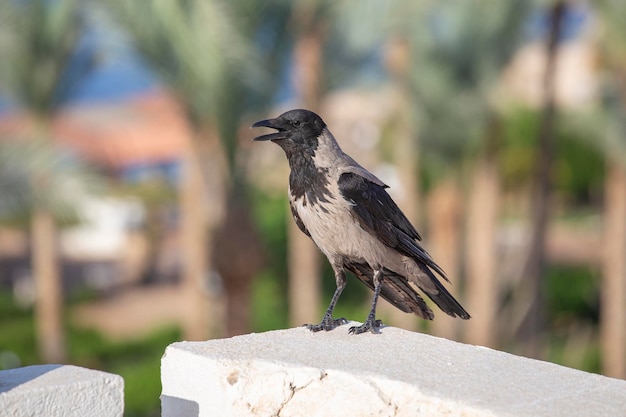 Hooded Crow beau corbeau gris et noir debout sur une clôture en pierre