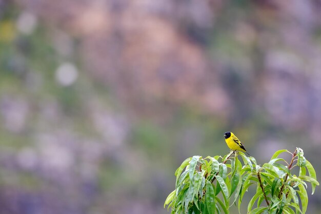 Hooded Siskin Spinus magellanica perché sur un arbre