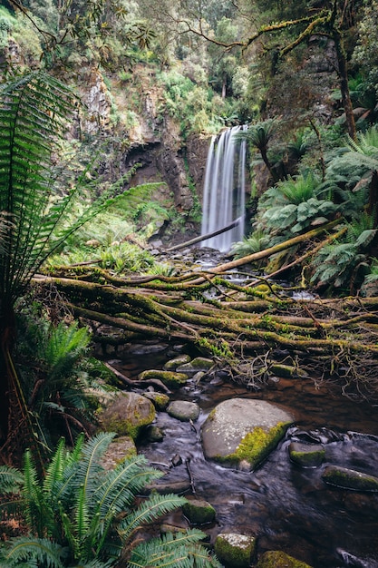 Hopetoun tombe dans le parc national de Great Otway, Victoria, Australie.