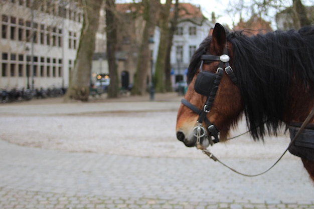 Photo horas est situé à bruges, en belgique.