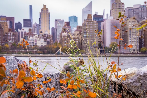 L'horizon de la ville de New York