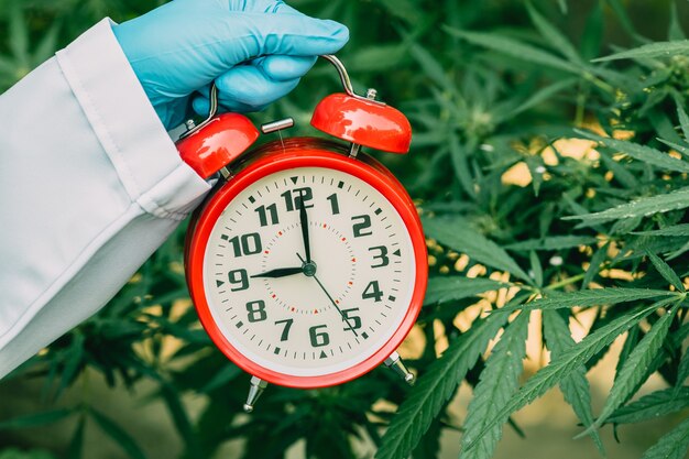 Photo horloge de temps avec des feuilles de plantes sativa cannabis marijuana ou de chanvre pour le compte à rebours avant la légalisation du concept de plantes médicinales.