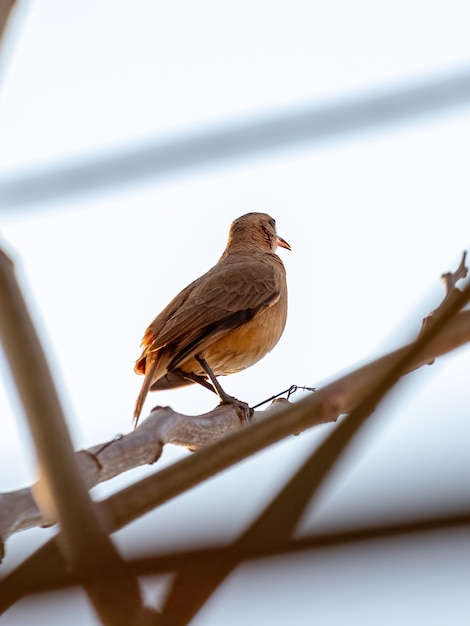 Photo hornero roux oiseau de l'espèce furnarius rufus