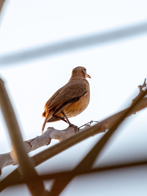 Hornero roux Oiseau de l'espèce Furnarius rufus