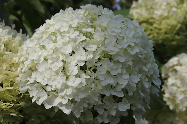 Hortensia blanc après la pluie dans le jardin