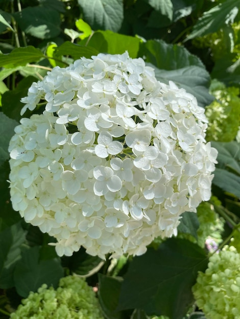 Hortensia blanc Boule de neige Les fleurs d'hortensia sont très uniques Cette fleur peut changer de couleur allant du blanc rouge au violet