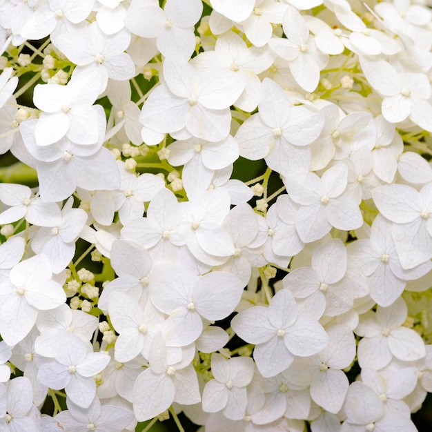 Hortensia blanc qui fleurit dans le jardin d'été