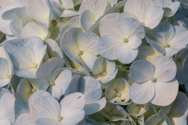 Hortensia blanc qui fleurit dans la nature.